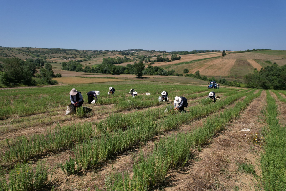 20240628 Kocaelide Kekik Hasadi Basladi 538312 D557F9066787124368Fd