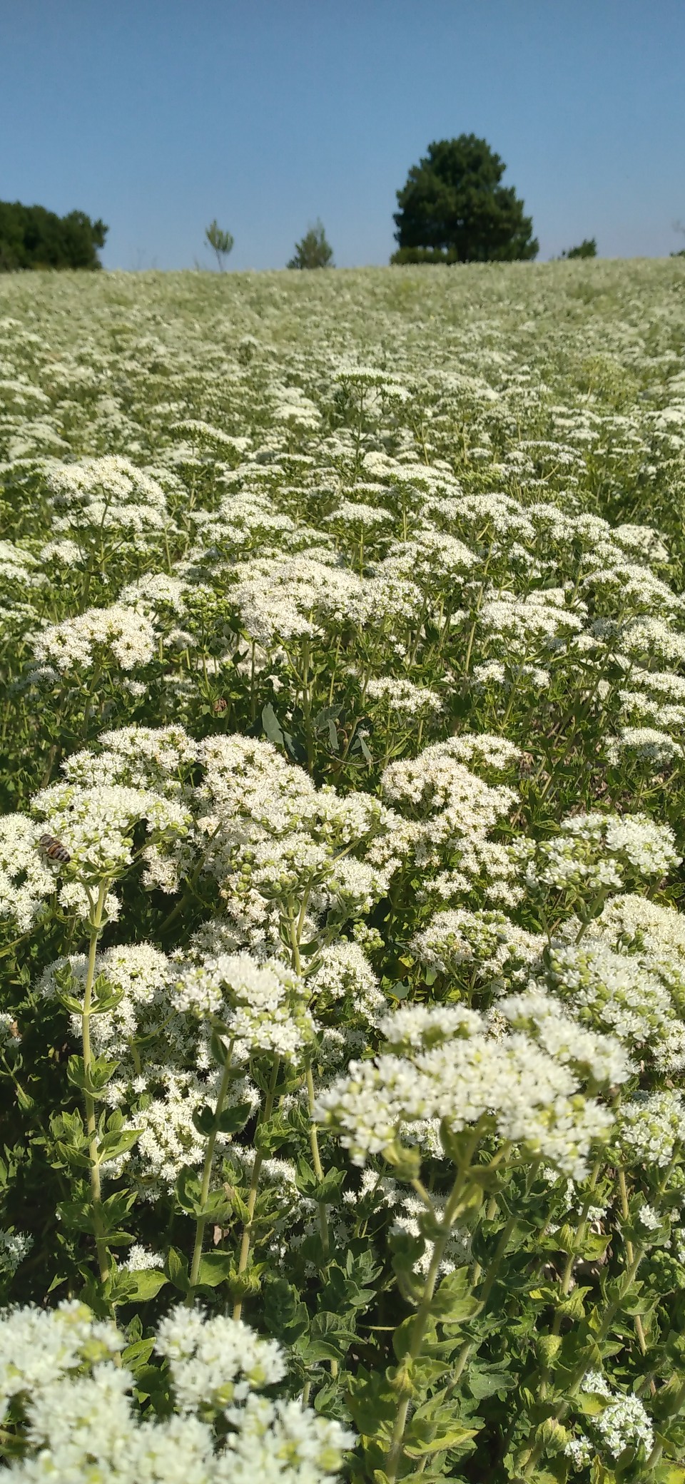 526746439 2711349032392245 4788797342477143016 N