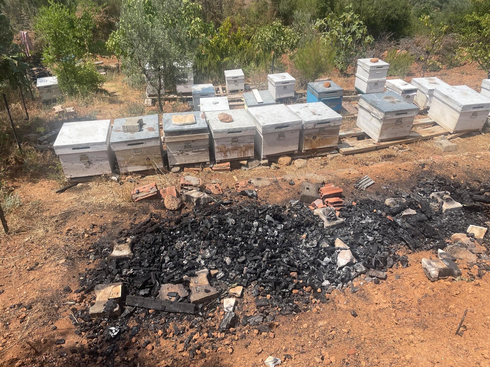 Denizli Ahber Arı (2)