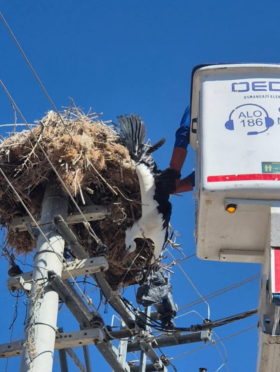 Denizli Haber Afyonkarahisarda Ayagina Ip Dolanan Leylek Yaralandi (1)