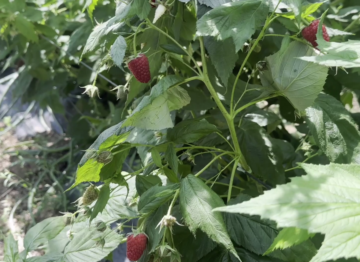 Denizli Haber Ahududu-2