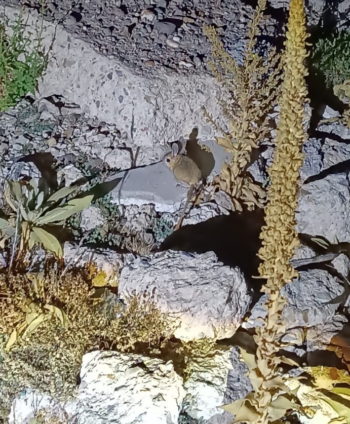 Denizli Haber Arap Tavşanı