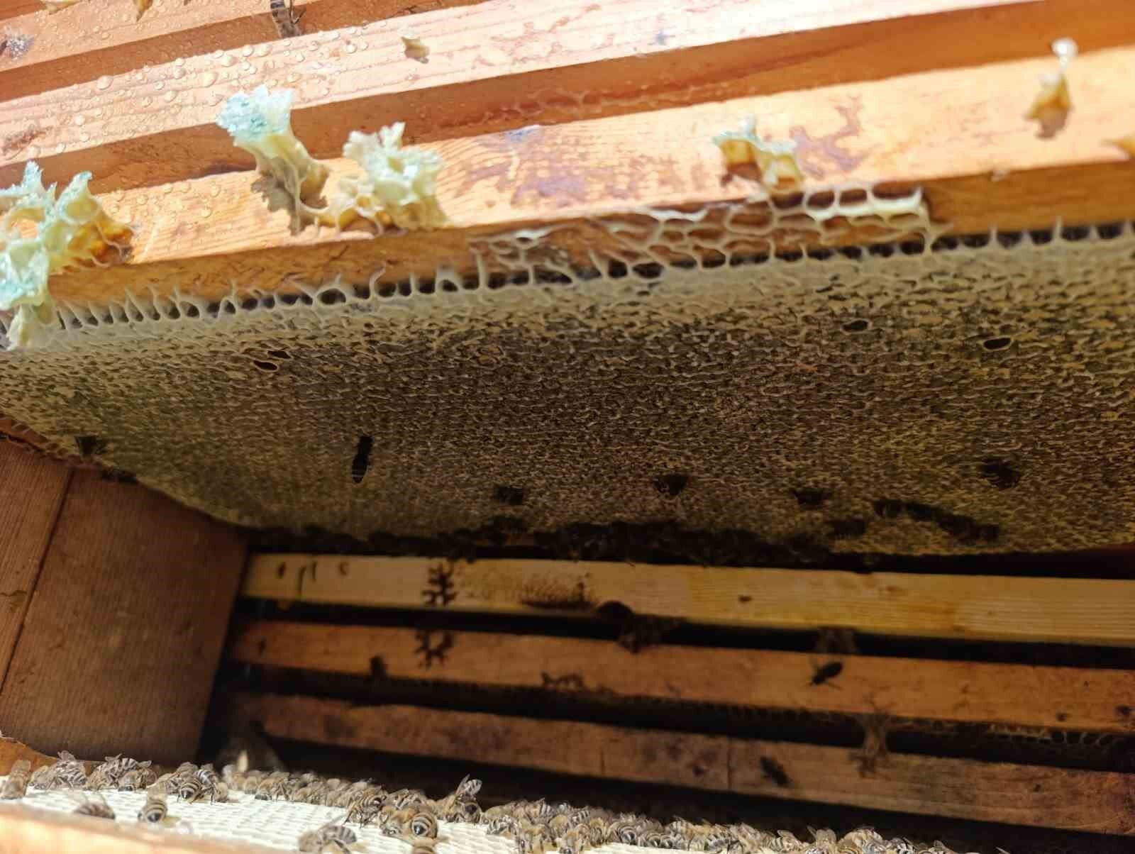 Denizli Haber Arıcılık2-2