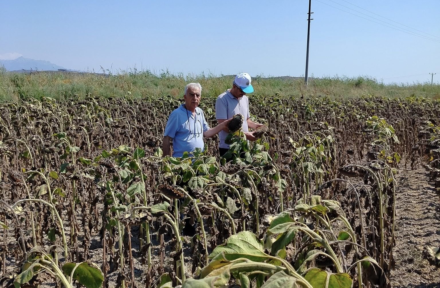 Denizli Haber Ayçiçeği (2)