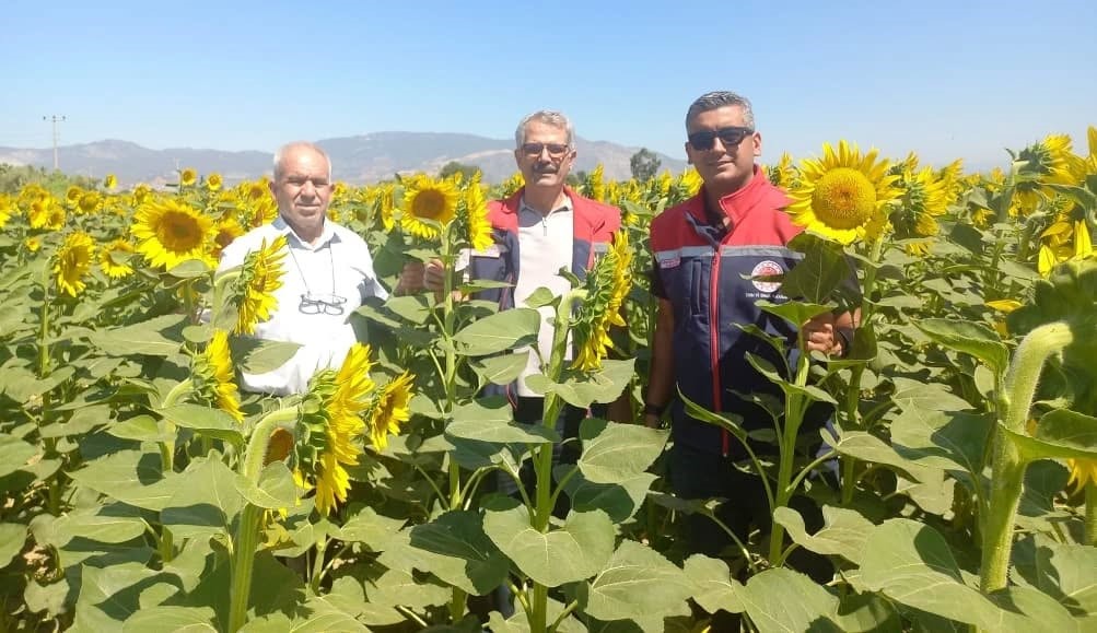 Denizli Haber Ayçiçeğihasadı (1)