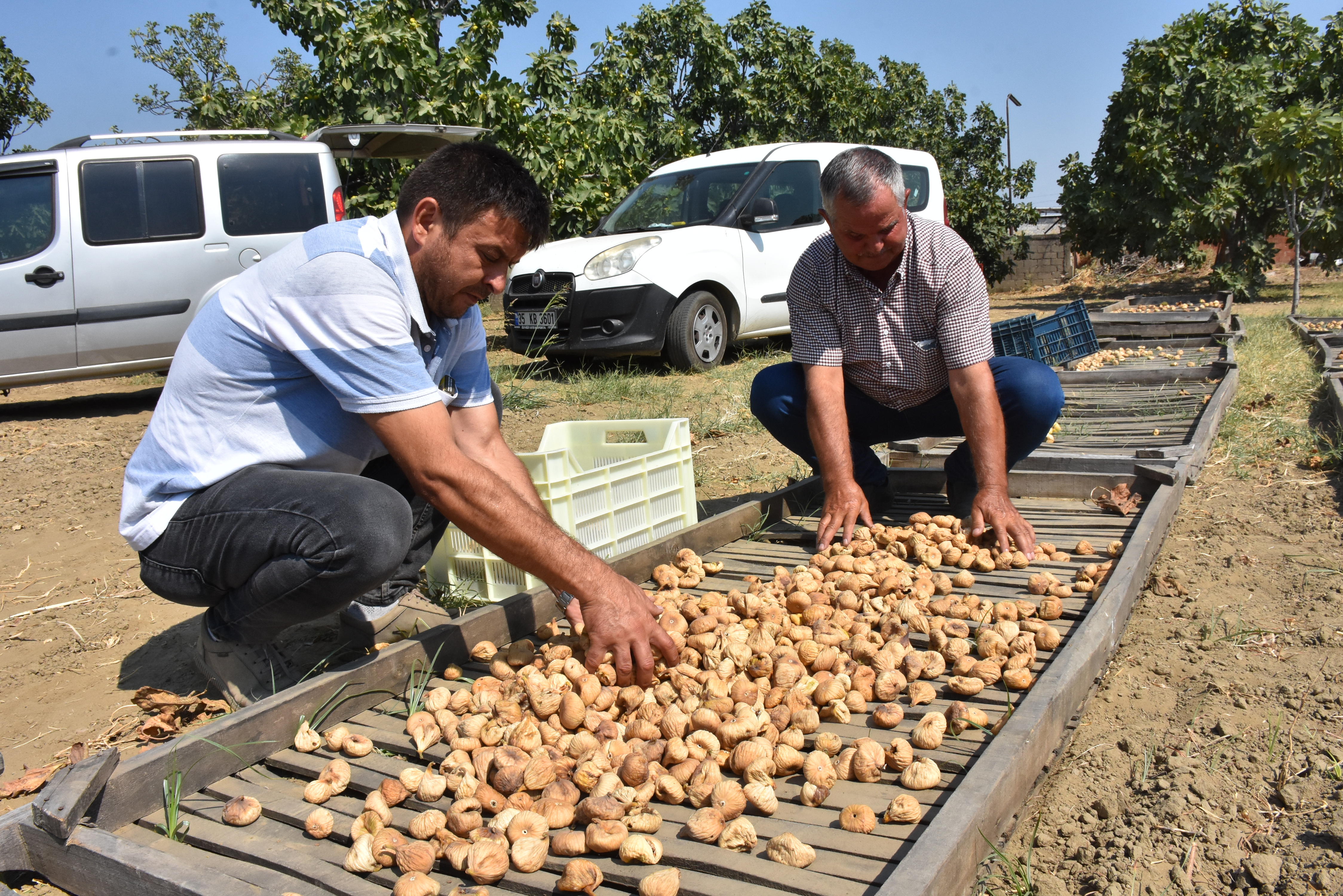 Denizli Haber Aydın Incir (2)