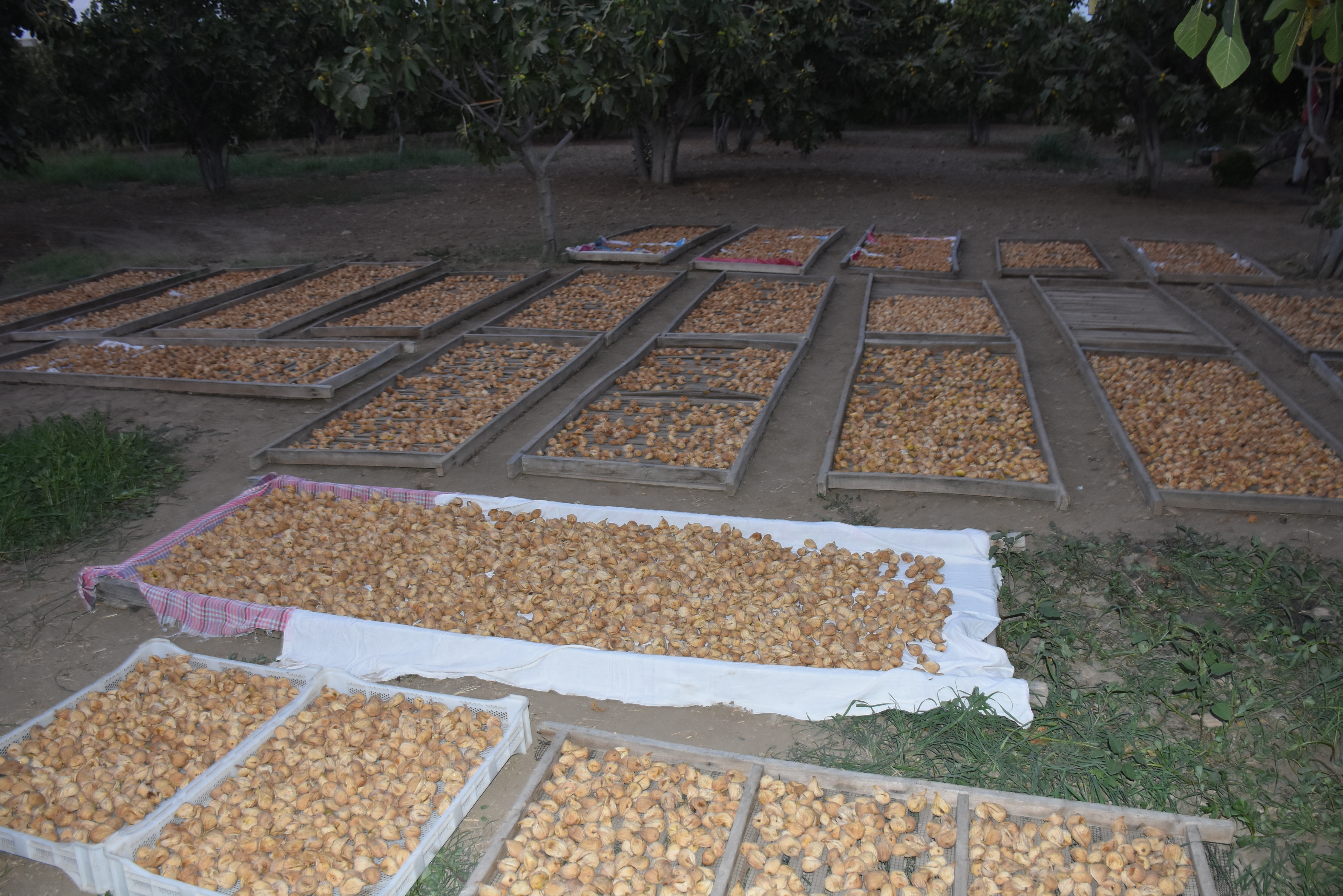 Denizli Haber Aydinda Jandarma Incir Ve Zeytin Bahcelerindeki Hirsizliklari Onlemeye Yonelik Uygulama Yapti (1)