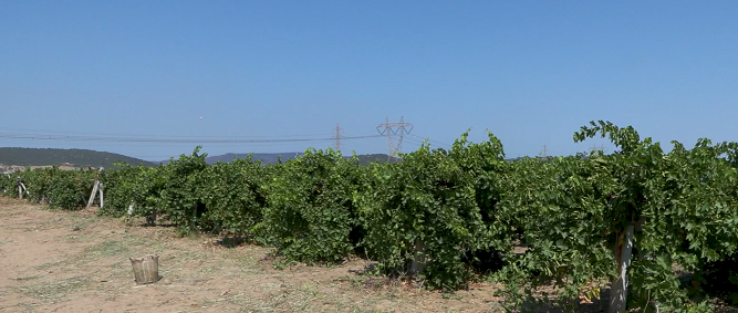 Denizli Haber Bağ Bozumu