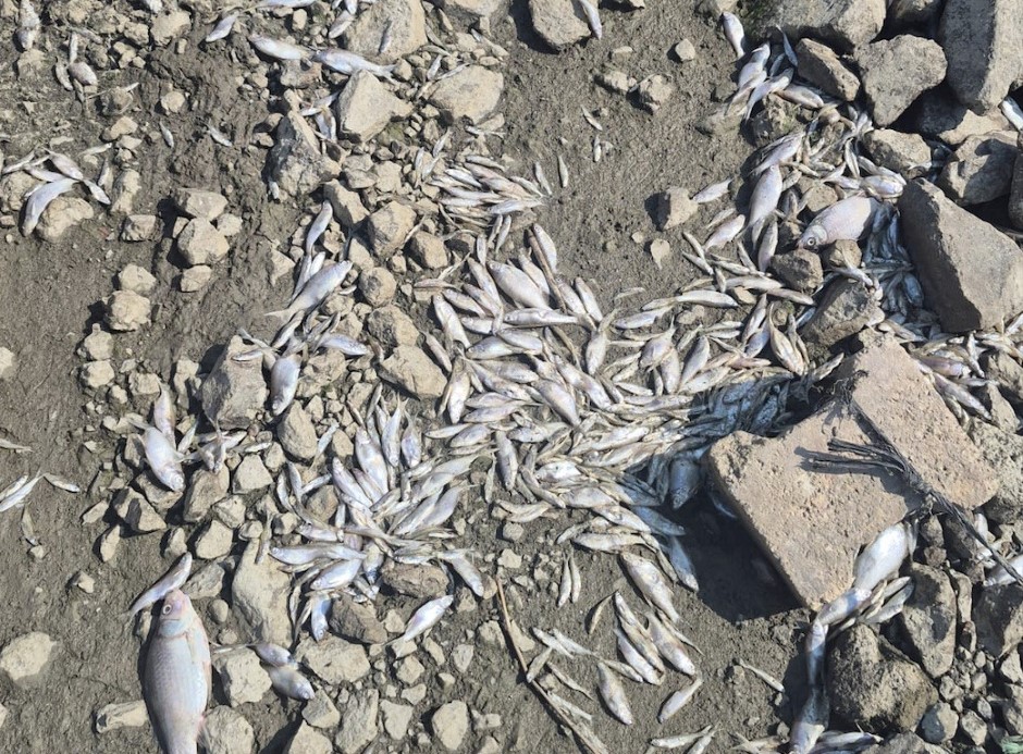 Deni̇zli̇ Haber Balik Ölmüş