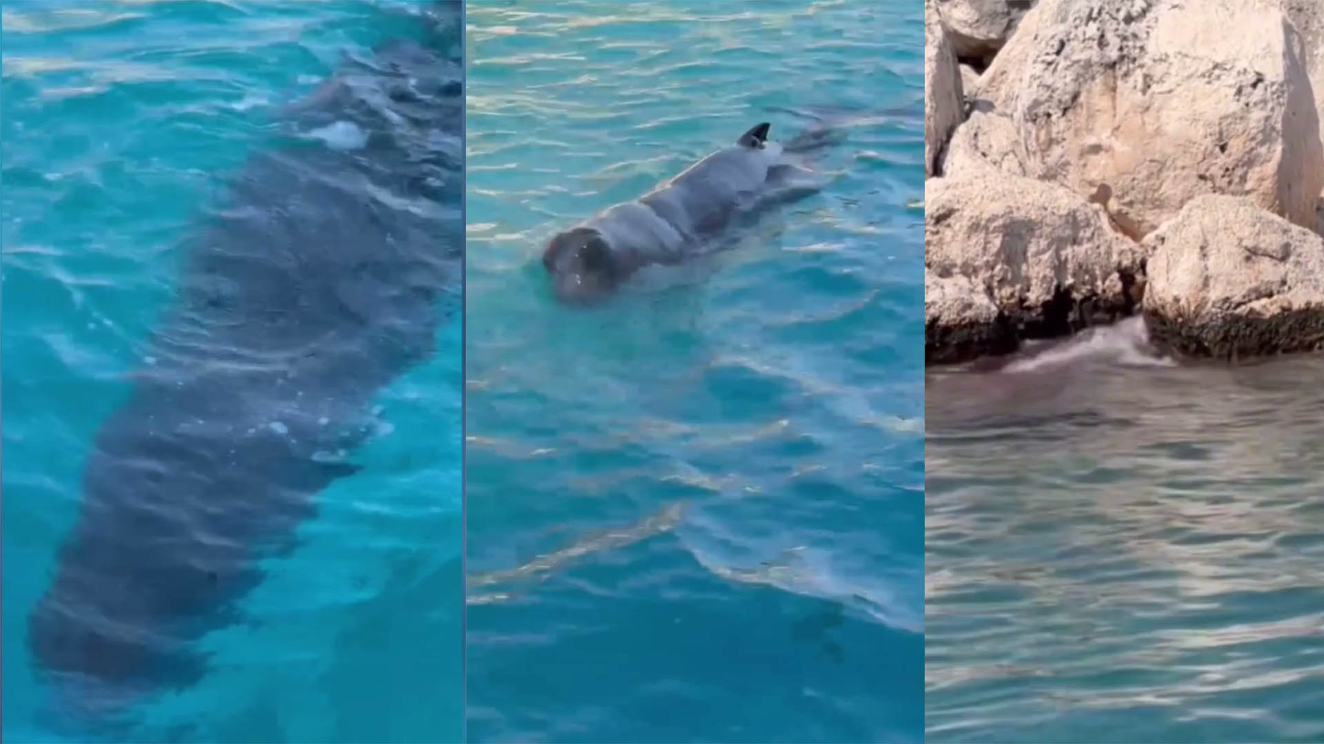 Denizli Haber Balina Antalya