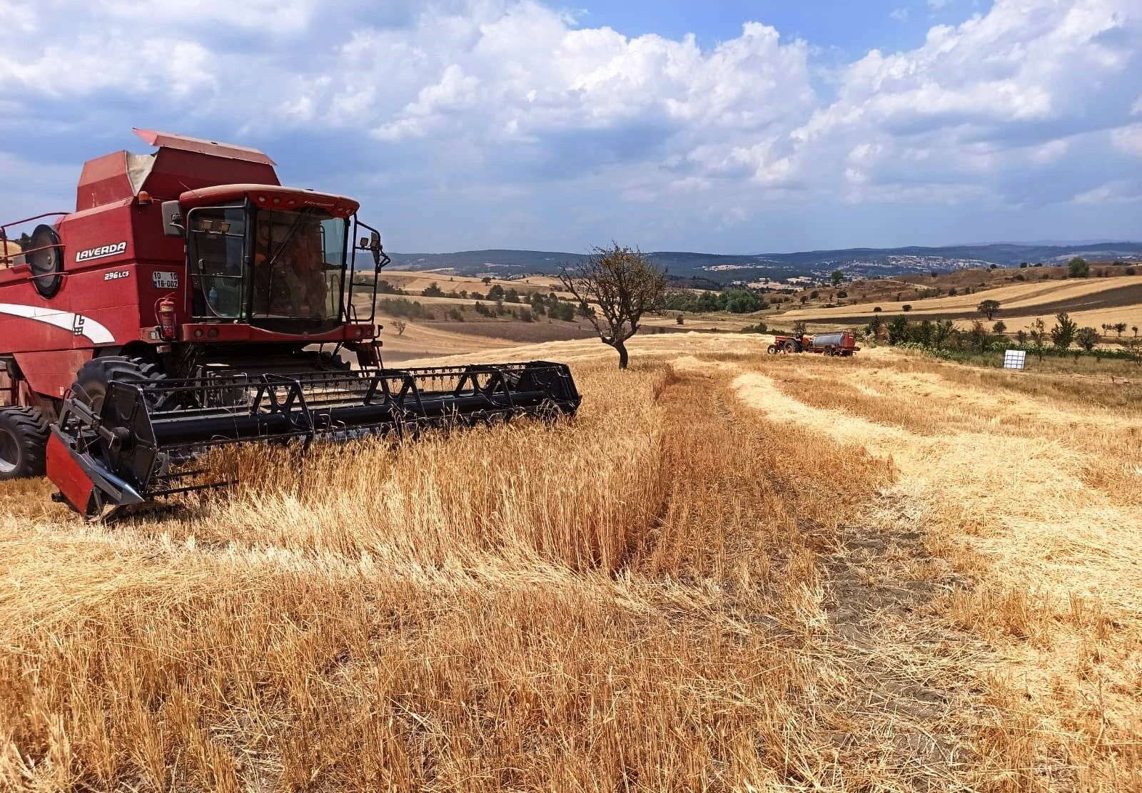Denizli Haber Buğday (1)-2