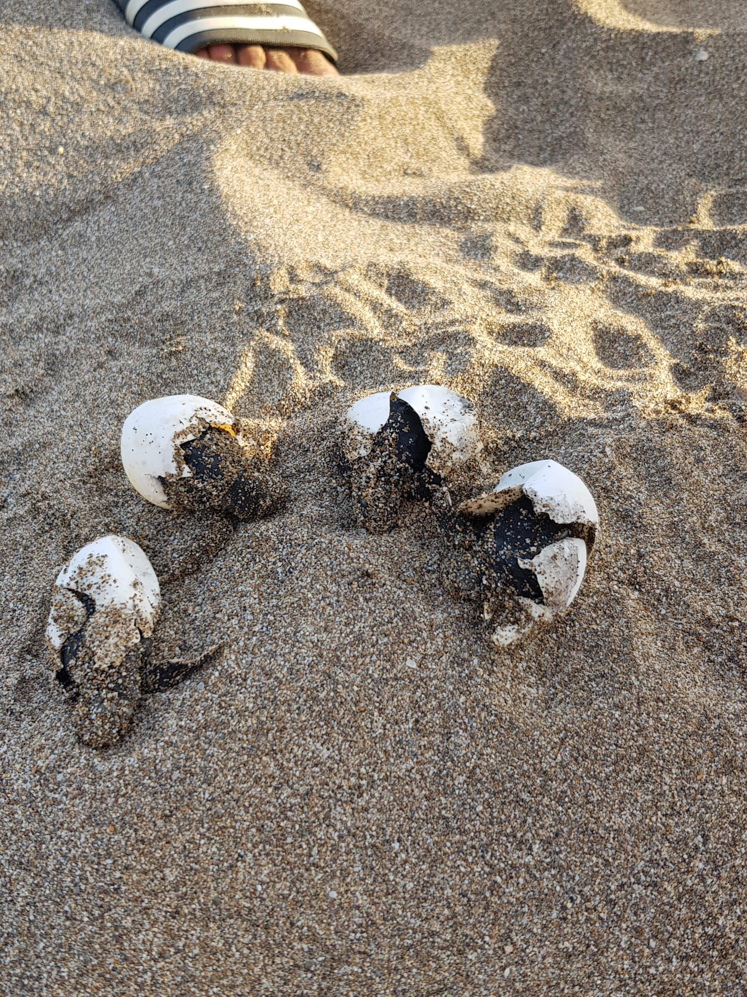 Denizli Haber Ceratta Ceratta (2)