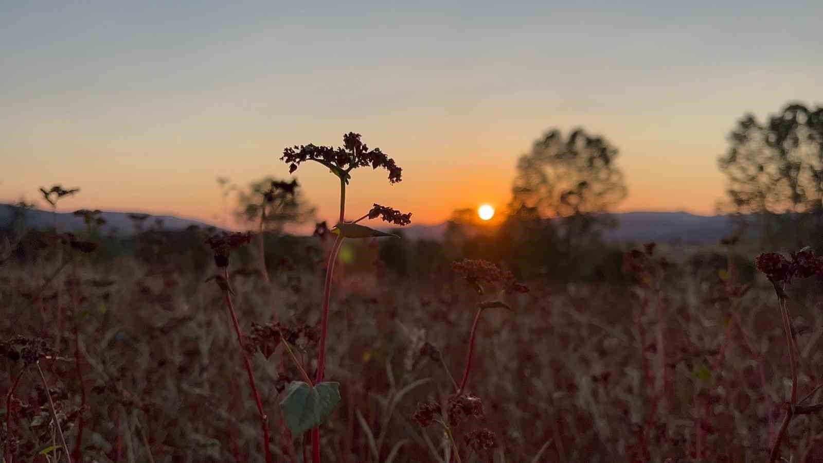 Denizli Haber Çölyak2