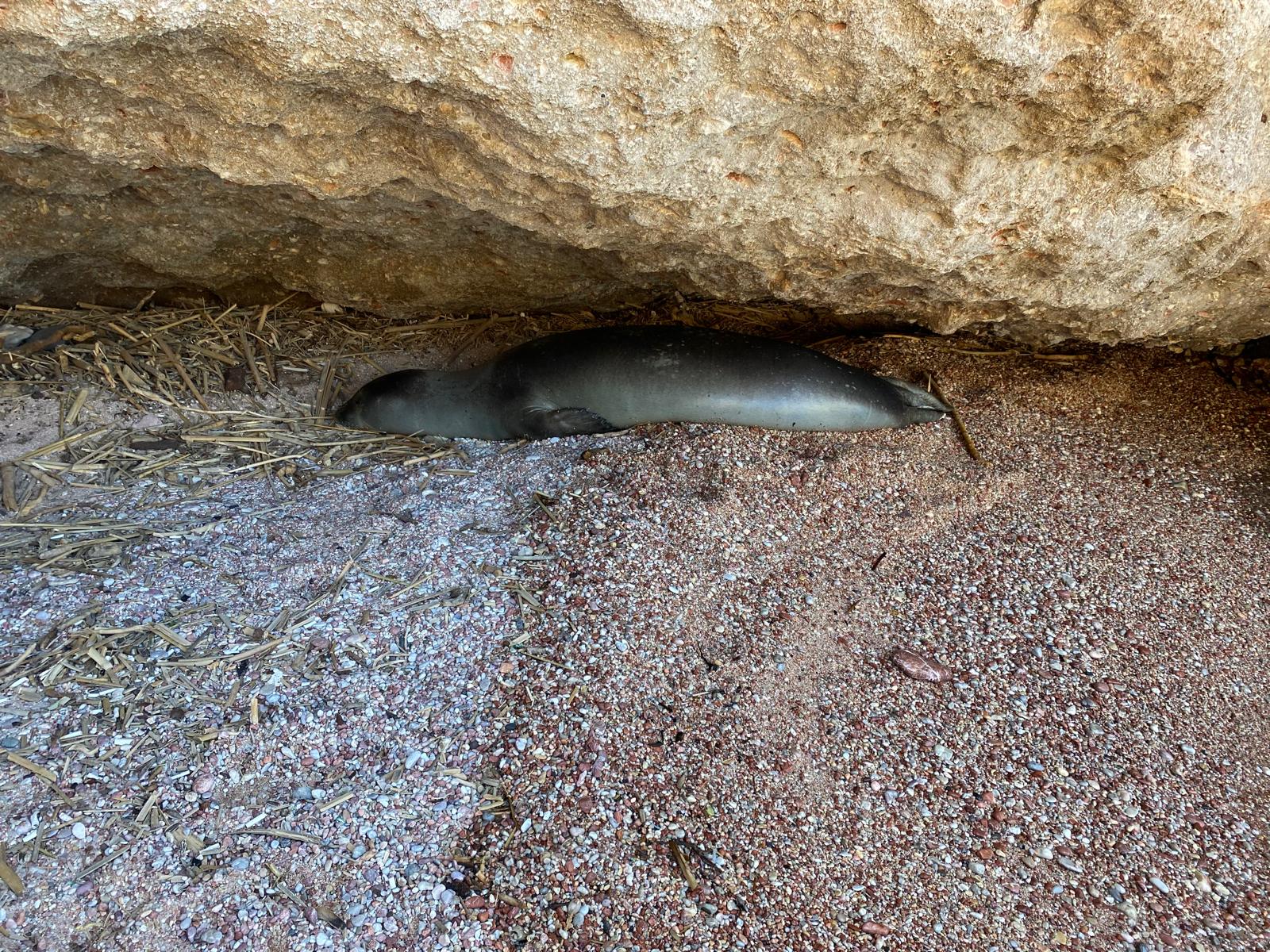 Denizli Haber Datcada Sahilde Dinlenen Fok Icin Bolgeye Guvenlik Seridi Cekildi (2)