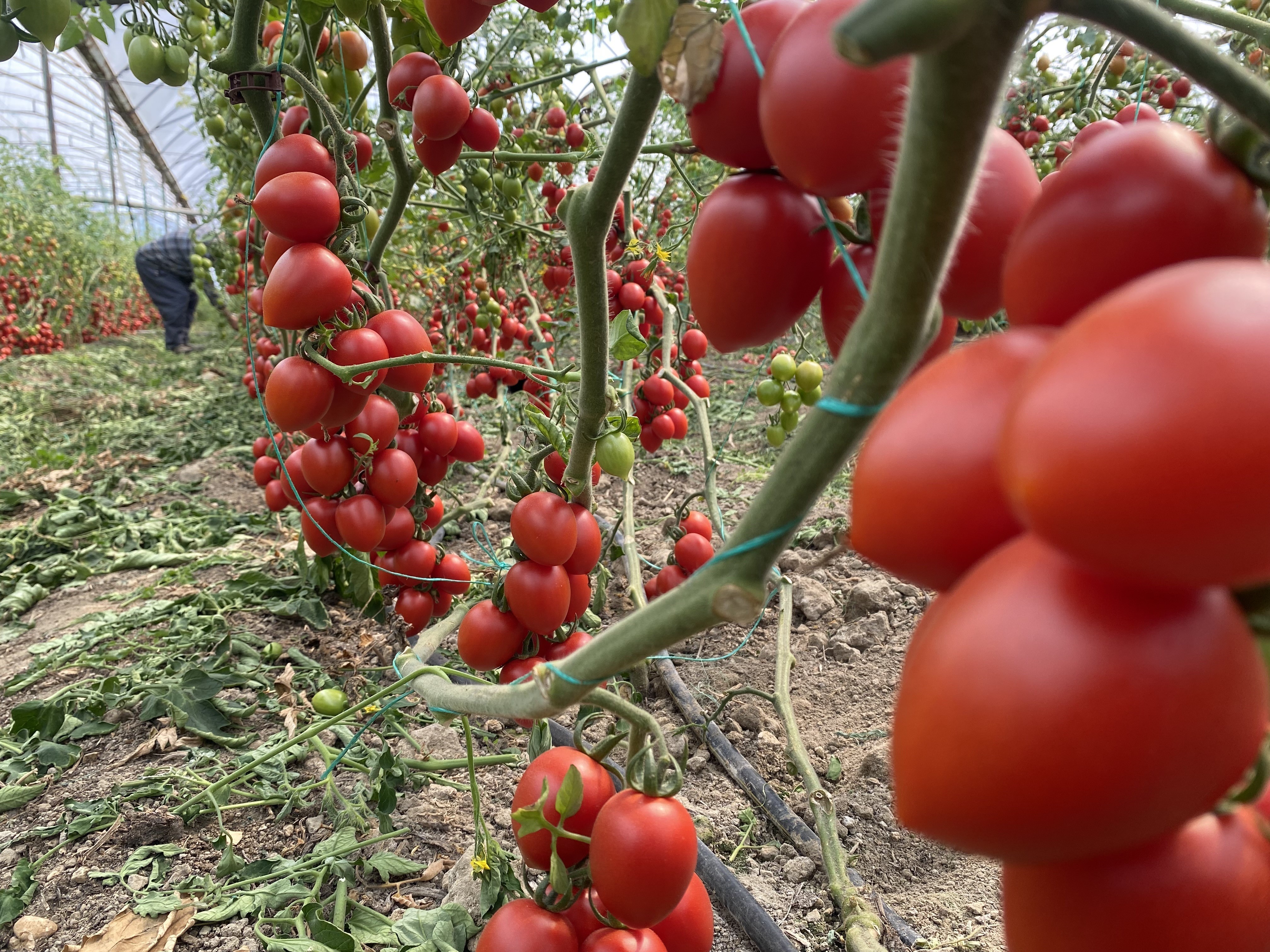 Denizli Haber Domates Fiyat