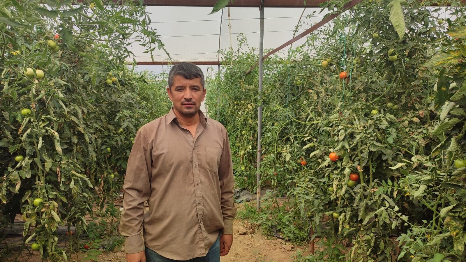 Denizli Haber Domatesüretim (1)