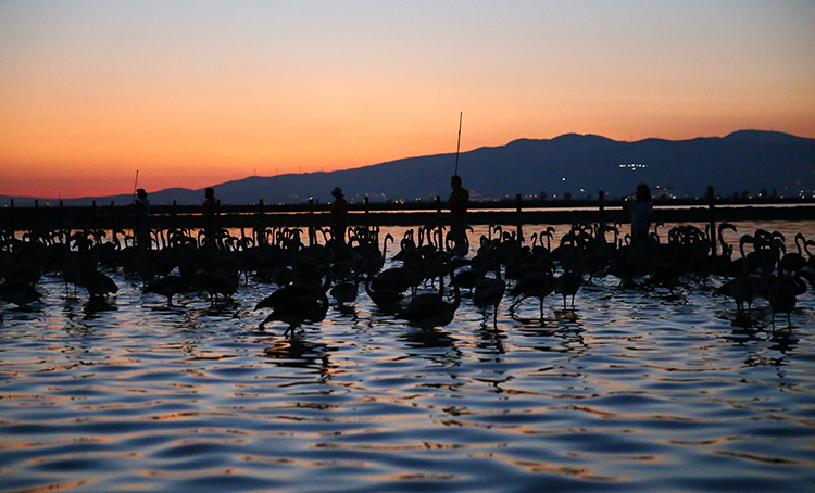 Denizli Haber Flamingo 2