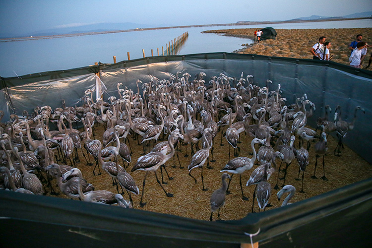 Denizli Haber Flamingo-3