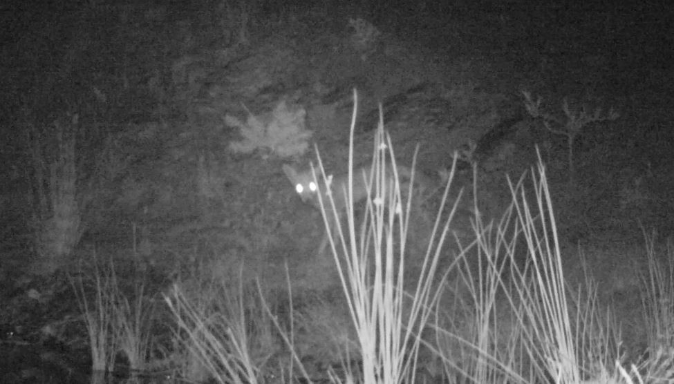 Denizli Haber Fotokapann (2)