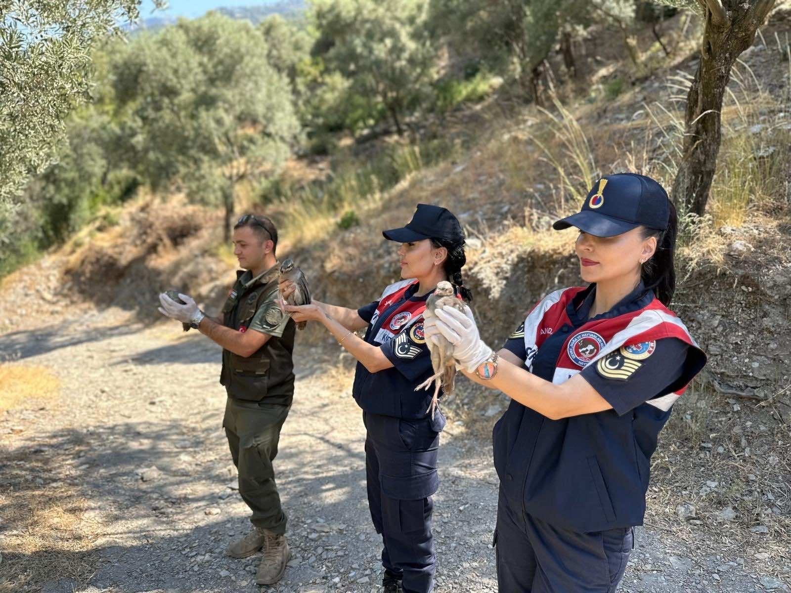 Denizli Haber Güvercin-1