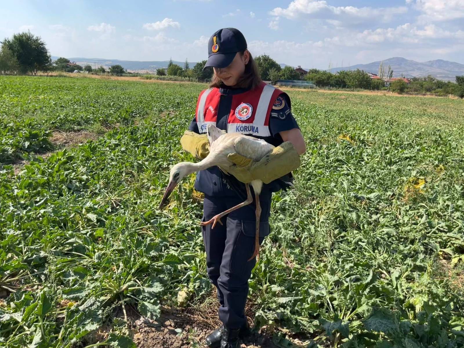 Denizli Haber Güvercinn (2)