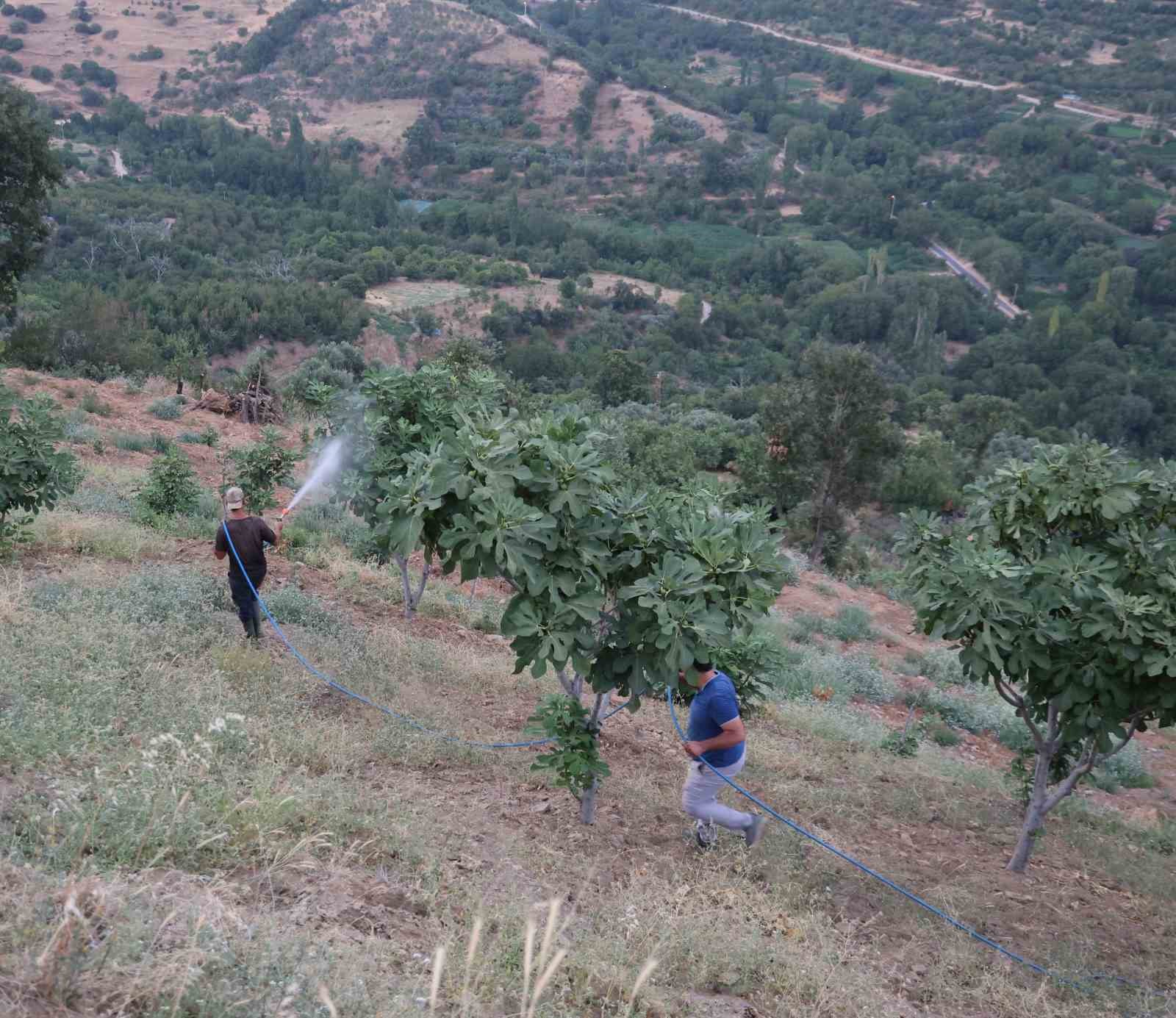 Denizli Haber Incir 2