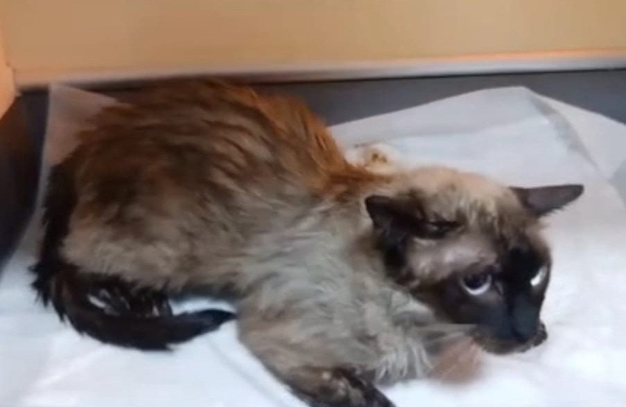 Denizli Haber Itfaiye (3)