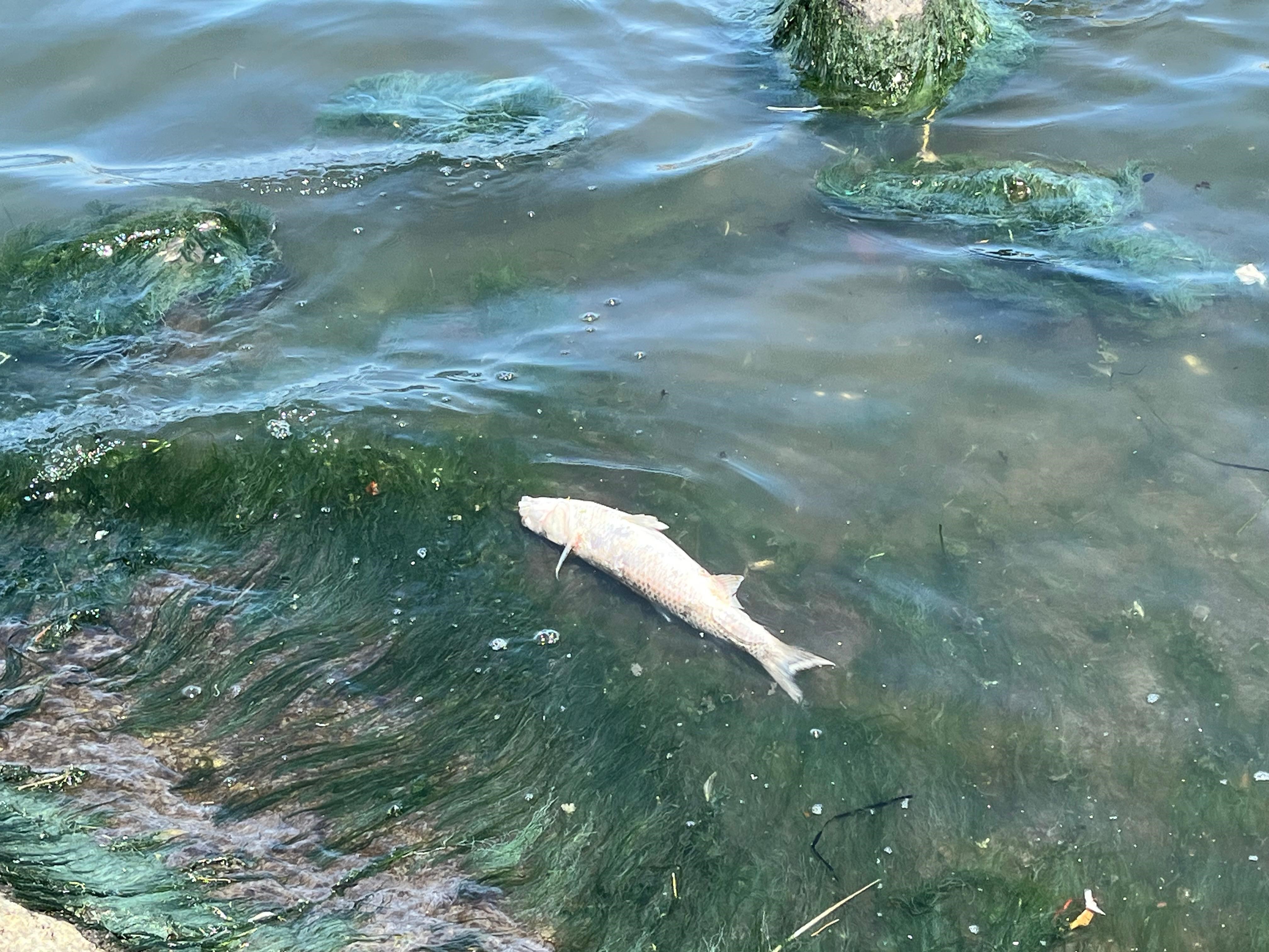 Denizli Haber Izmir Körfez (1)