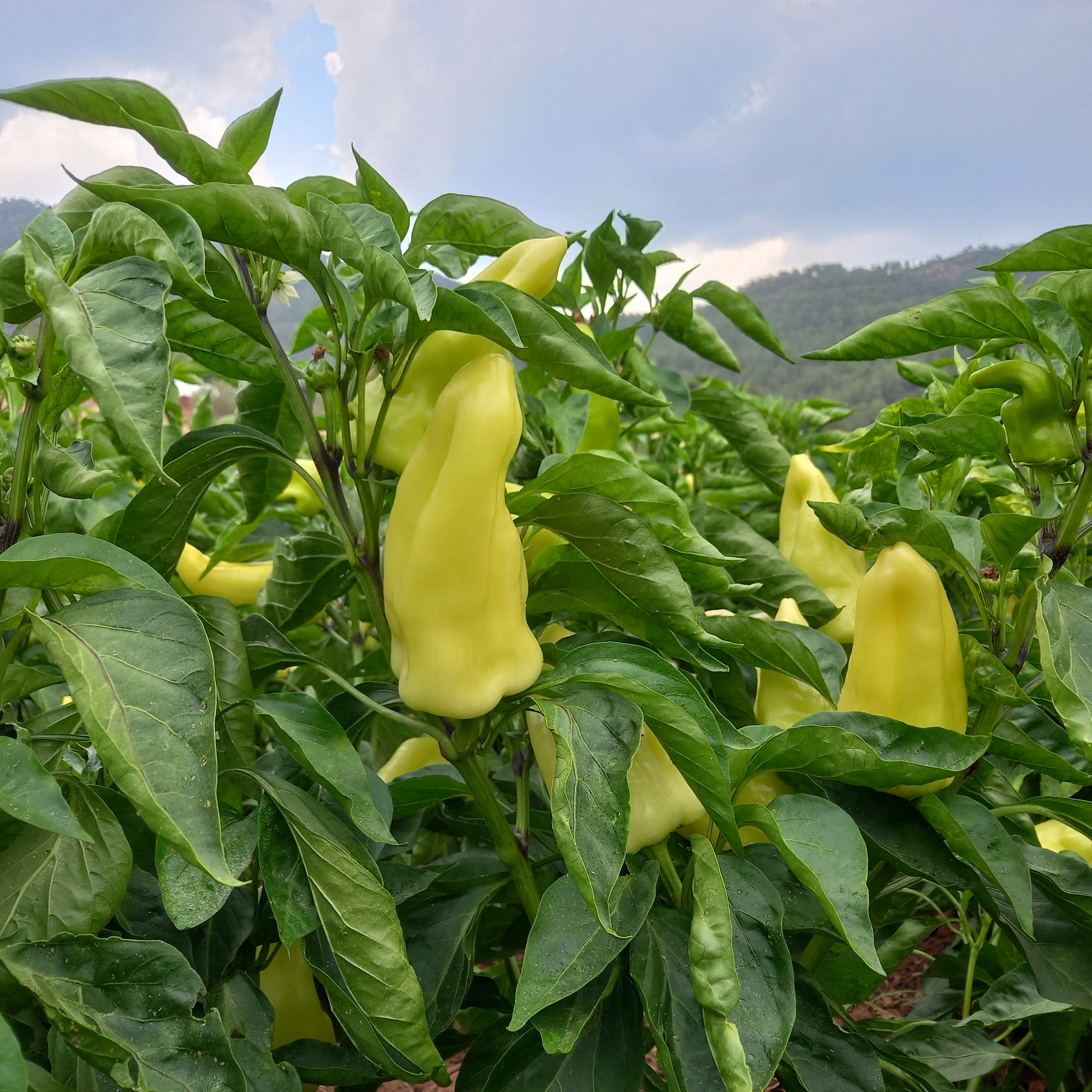 Denizli Haber Kale Biberi (3)