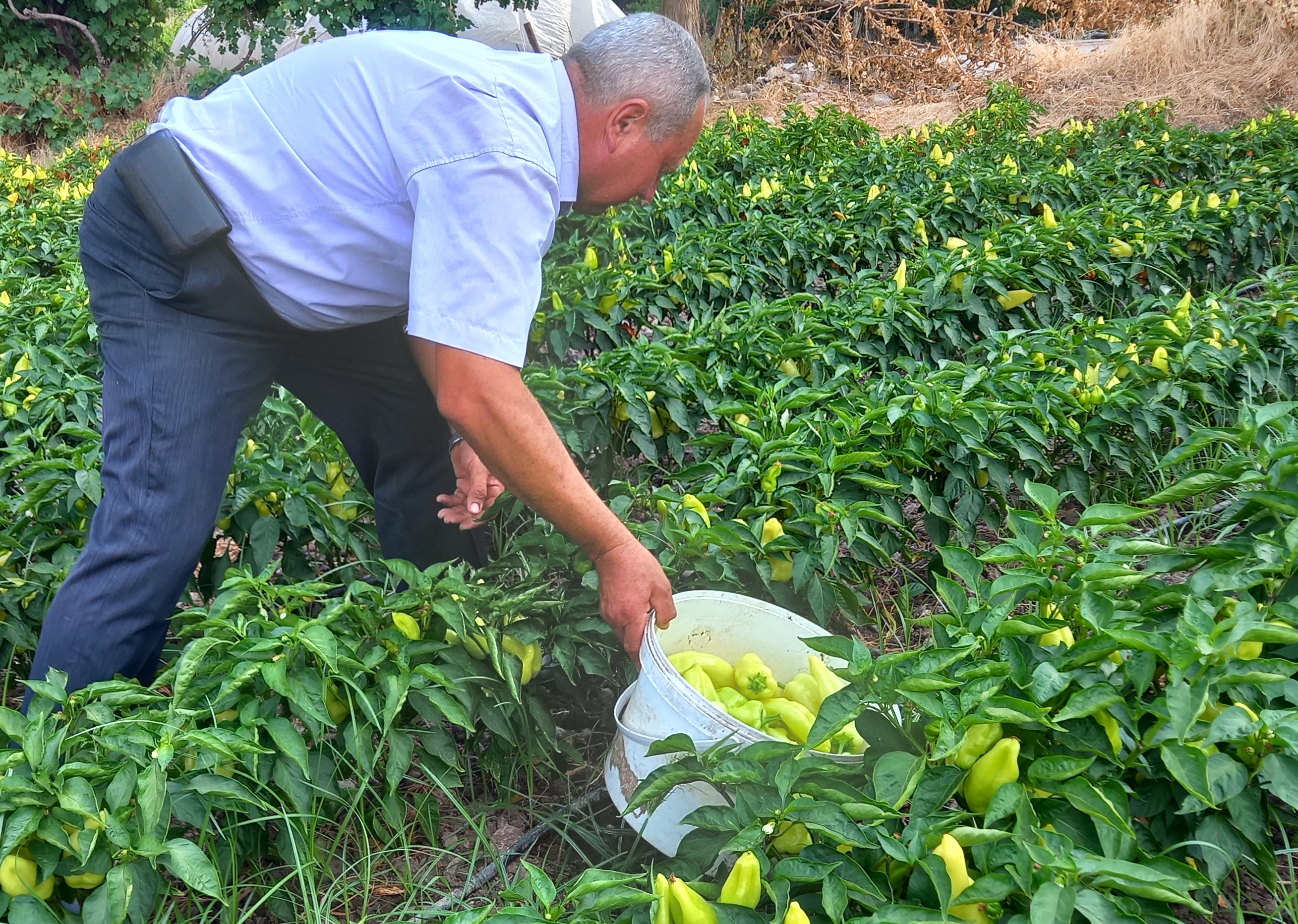 Denizli Haber Kale Biberi (5)