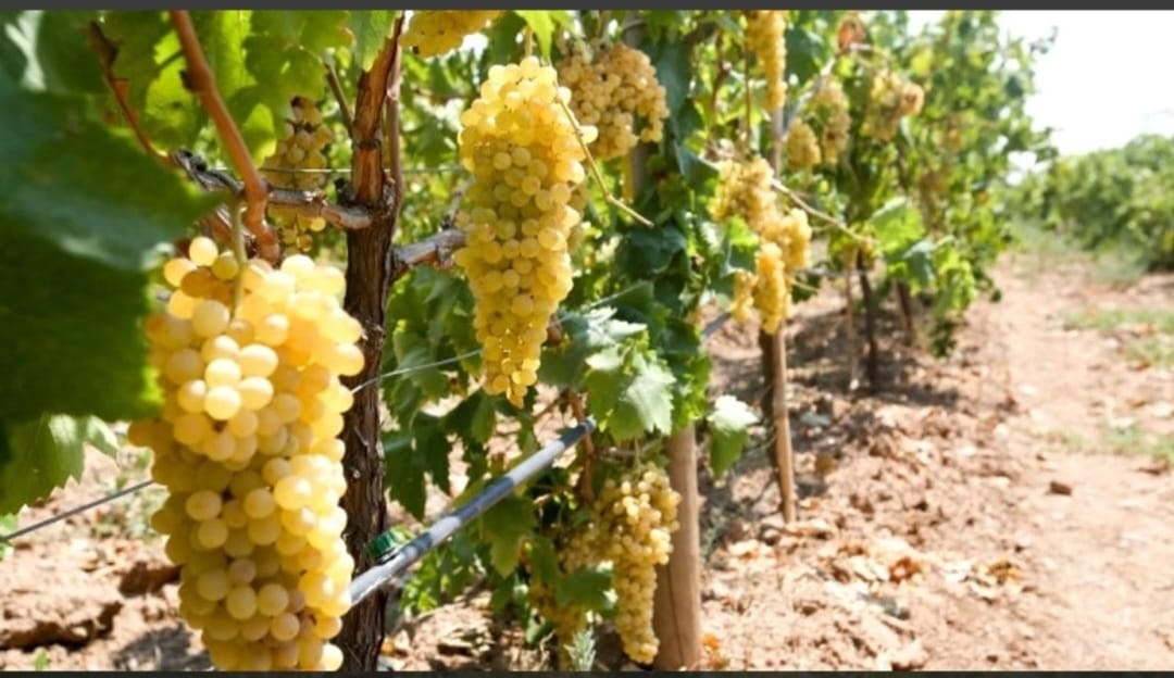 Denizli Haber Kaya Köşe 25 Ağustos (13)