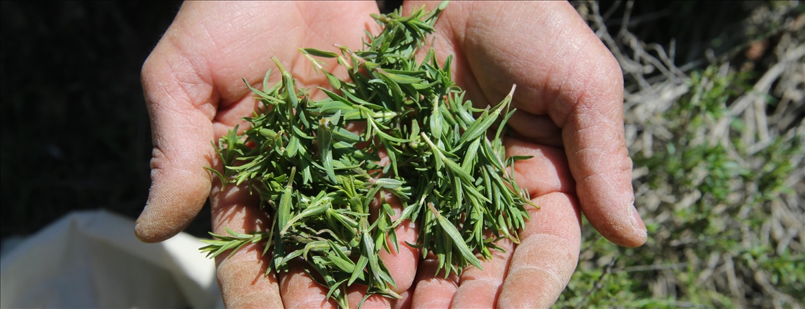 Denizli Haber Kekik 2