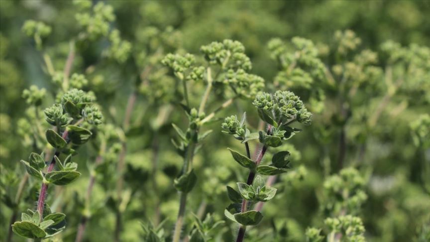 Denizli Haber Kekik-3