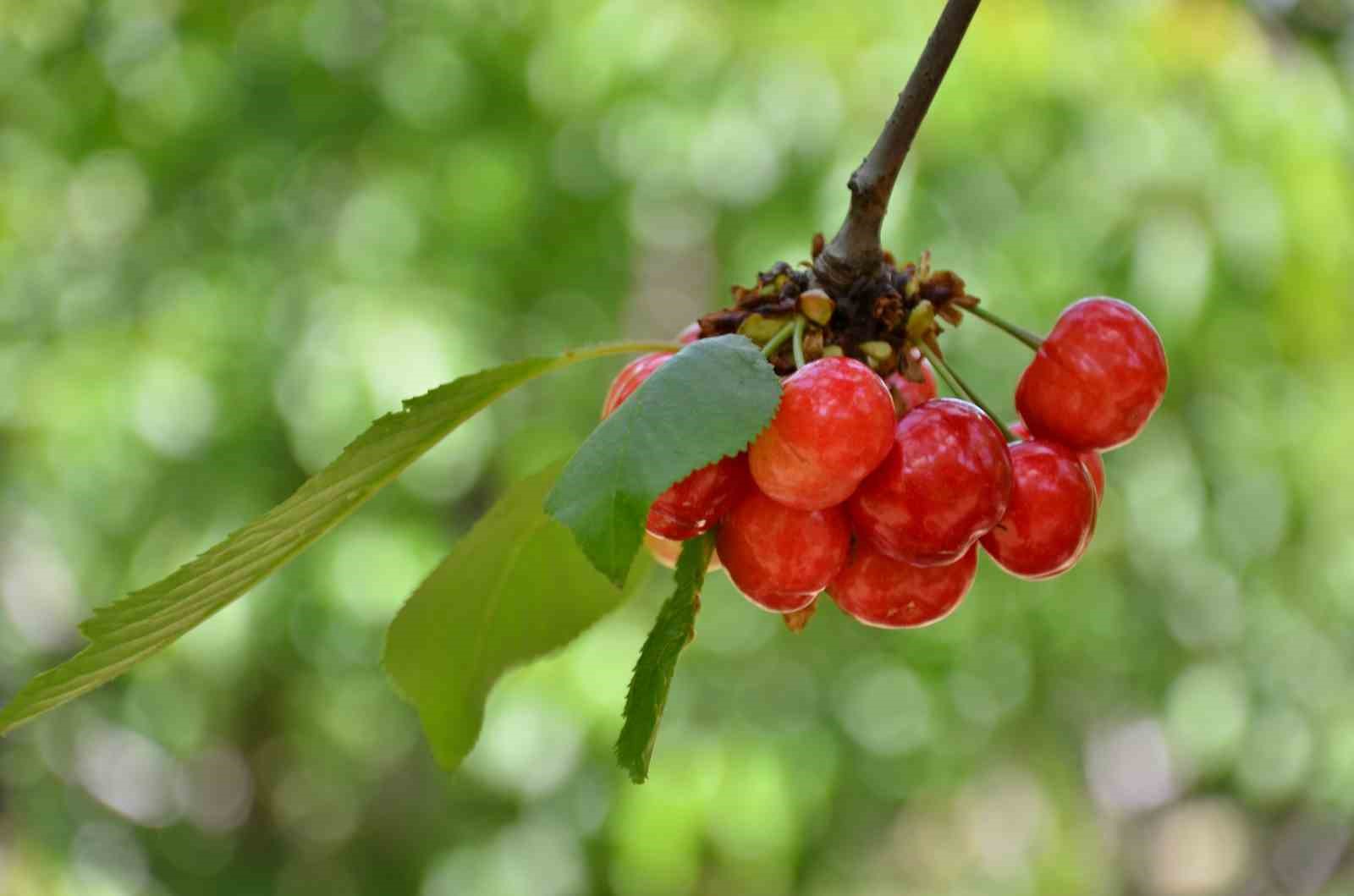 Denizli Haber Kiraz (3)