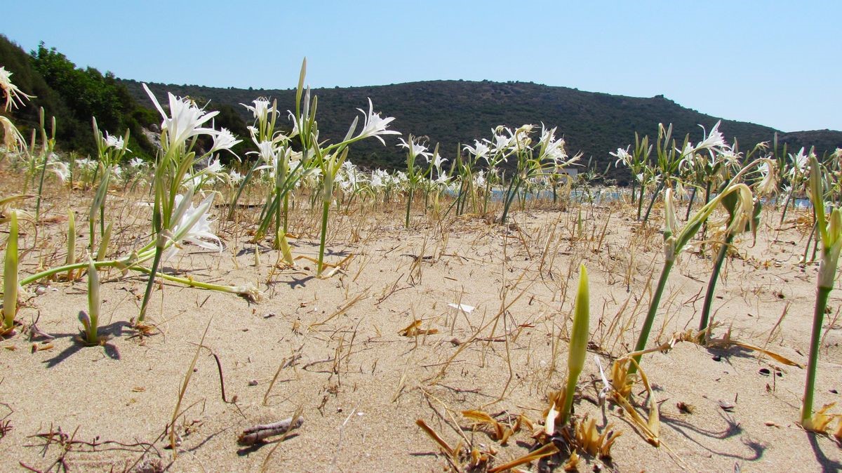 Denizli Haber Kum Zambakalrı (2)