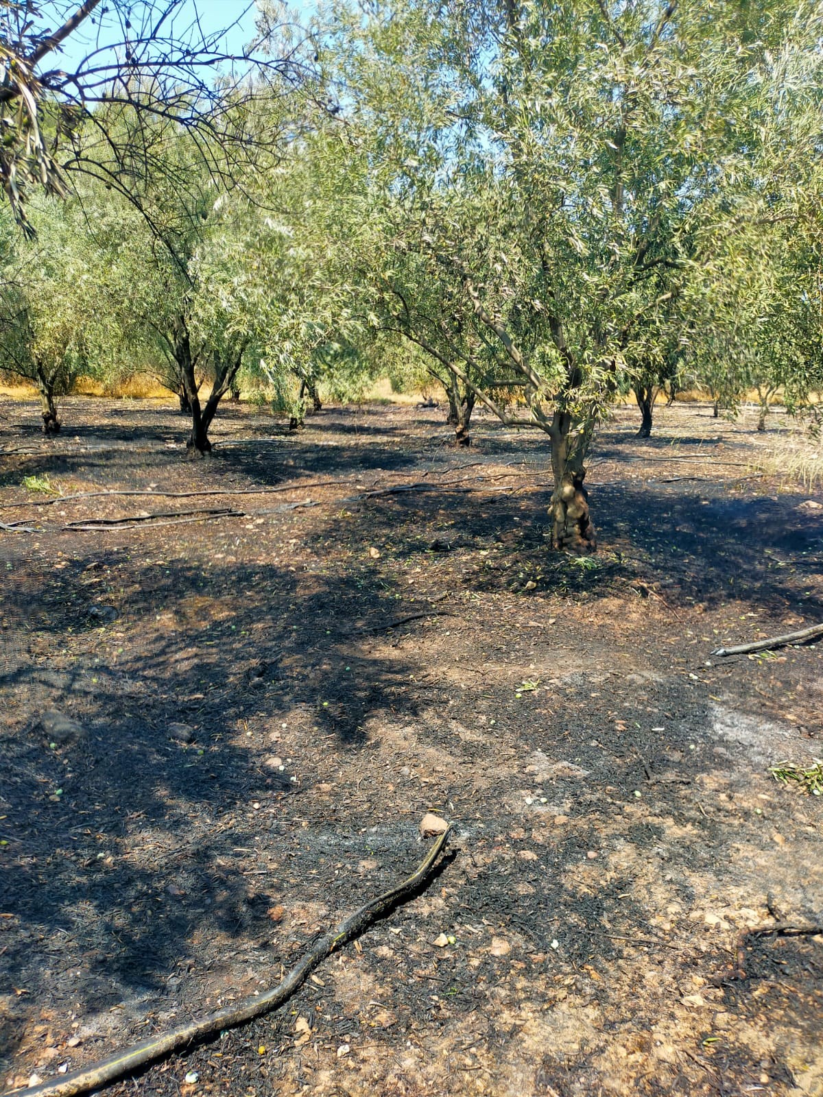 Denizli Haber Kumlıca (2)