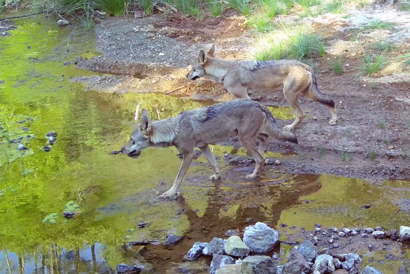 Denizli Haber Kurt-3