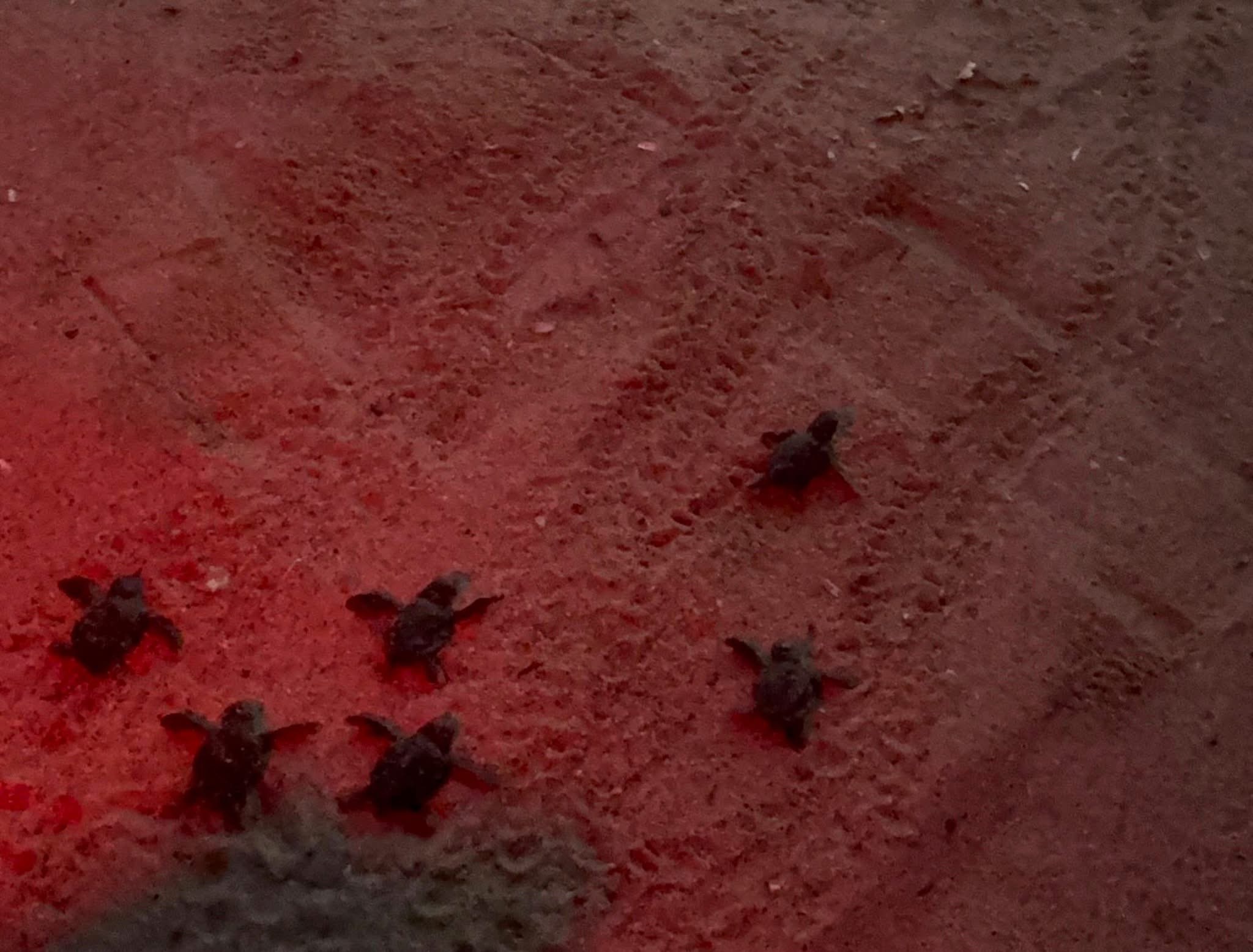 Denizli Haber Kusadasinda 48 Yavru Kaplumbaga Denize Kavustu (2)