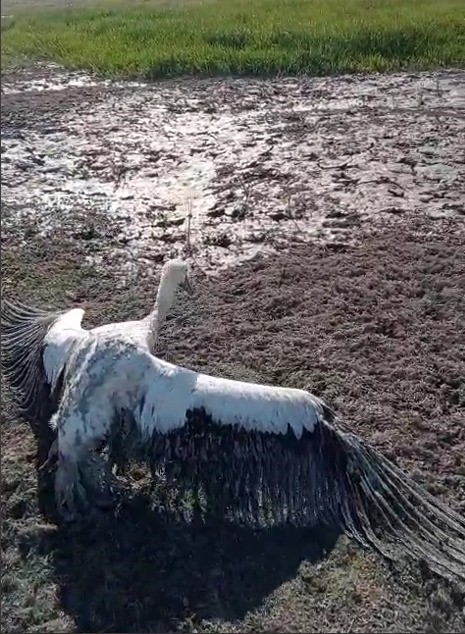 Denizli Haber Leylek2