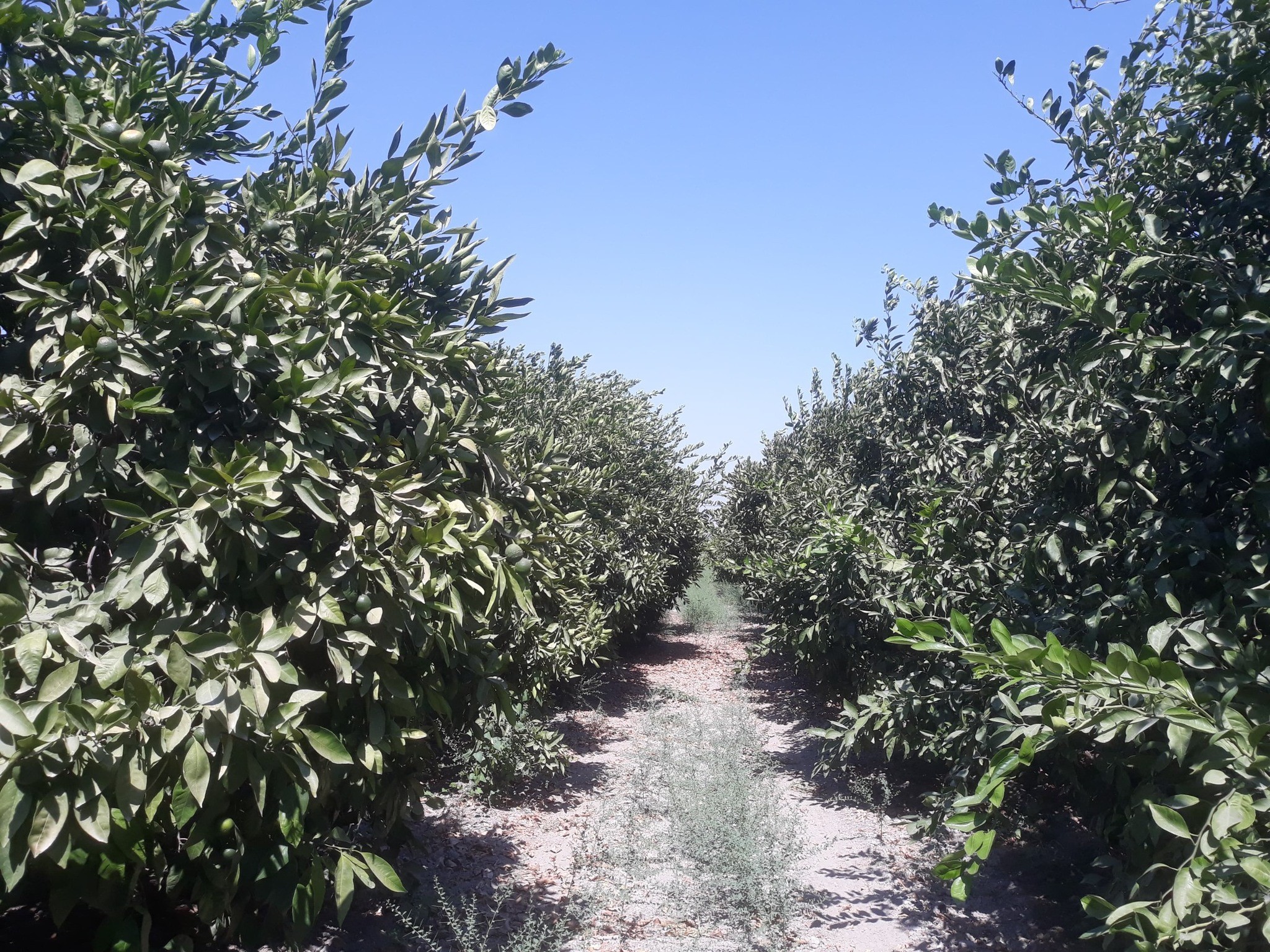 Denizli Haber Narenci (1)