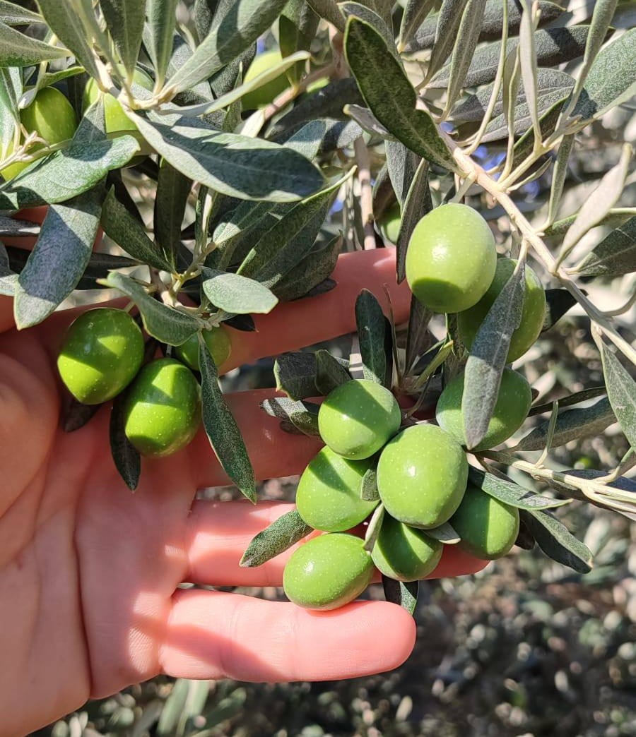 Denizli Haber Salihli Xzeytin (2)