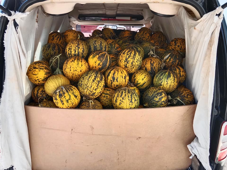 Denizli Haber Tavas Kavunu (4)