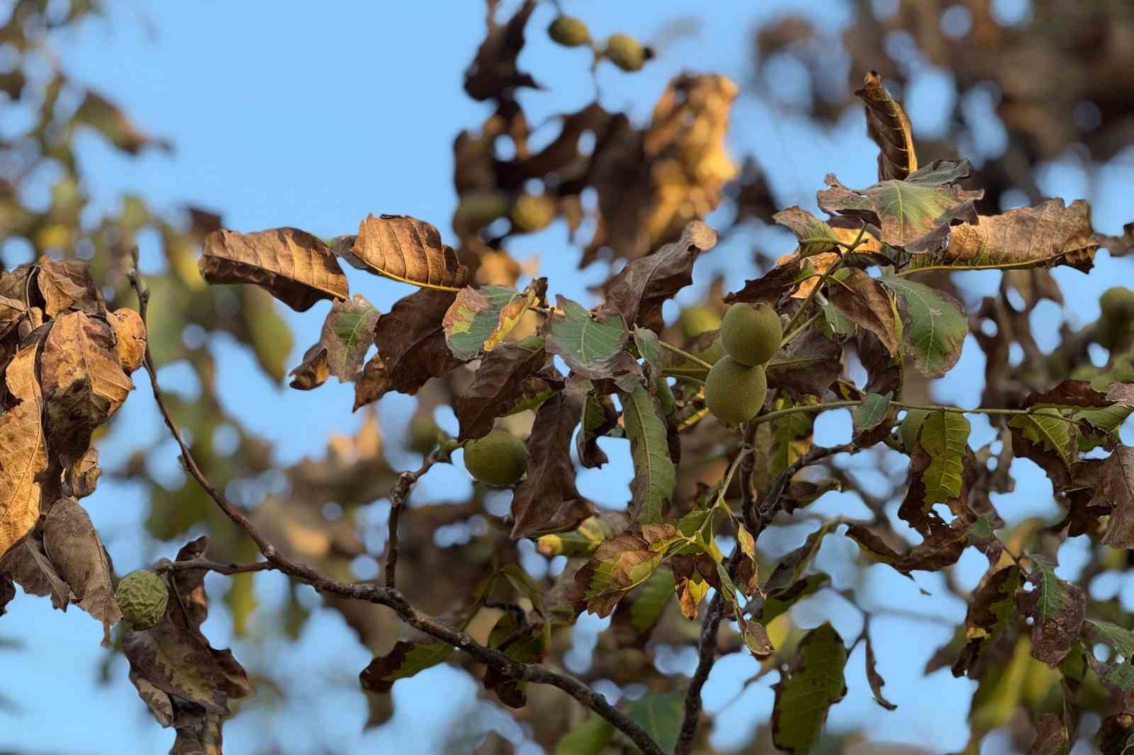 Denizli Haber Tefenlili Ceviz (3)