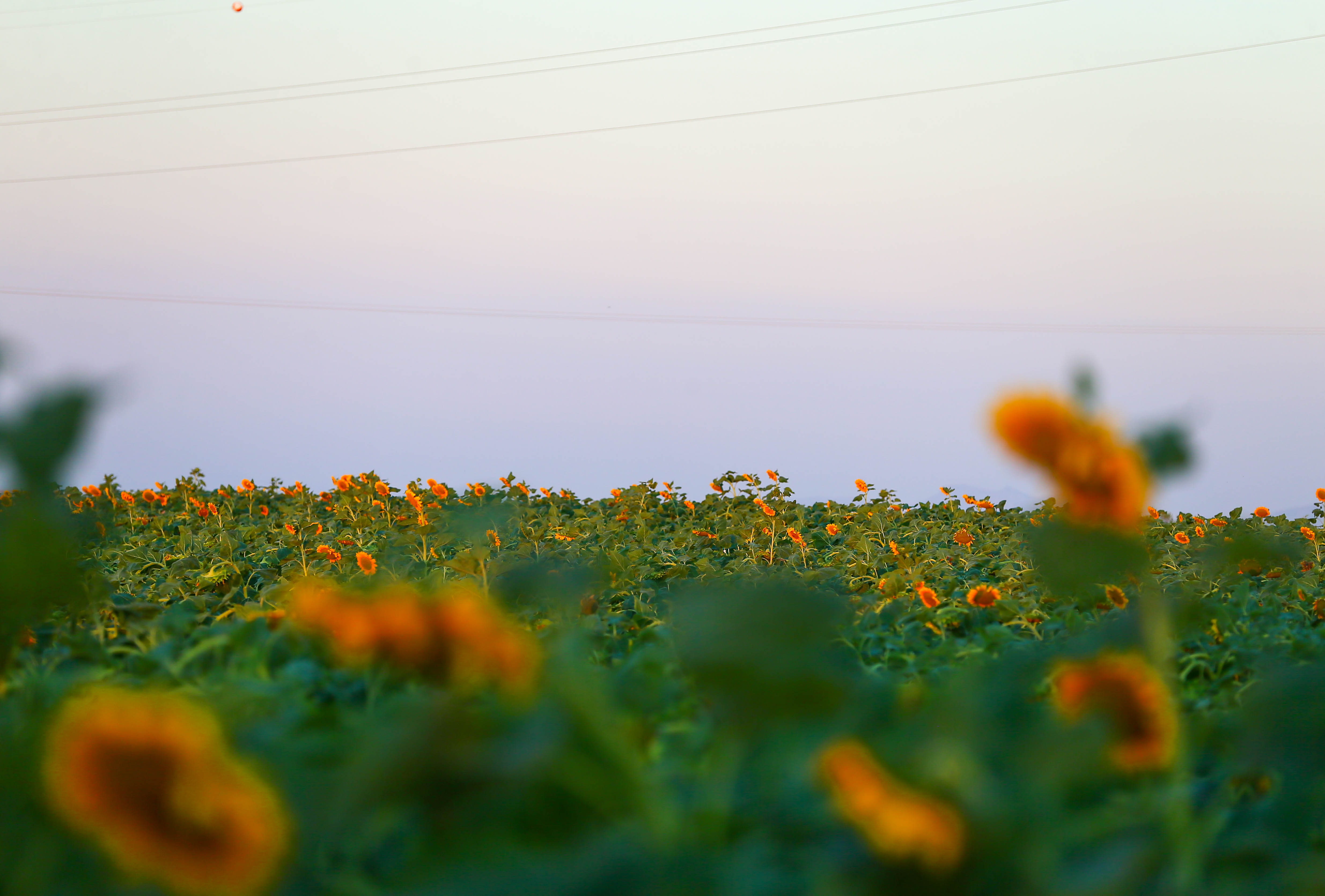 Denizli Haber Usakta Aycicegi Ekim Alani 5 Yilda 4 Kat Artarak 40 Bin 700 Dekara Cikti (1)
