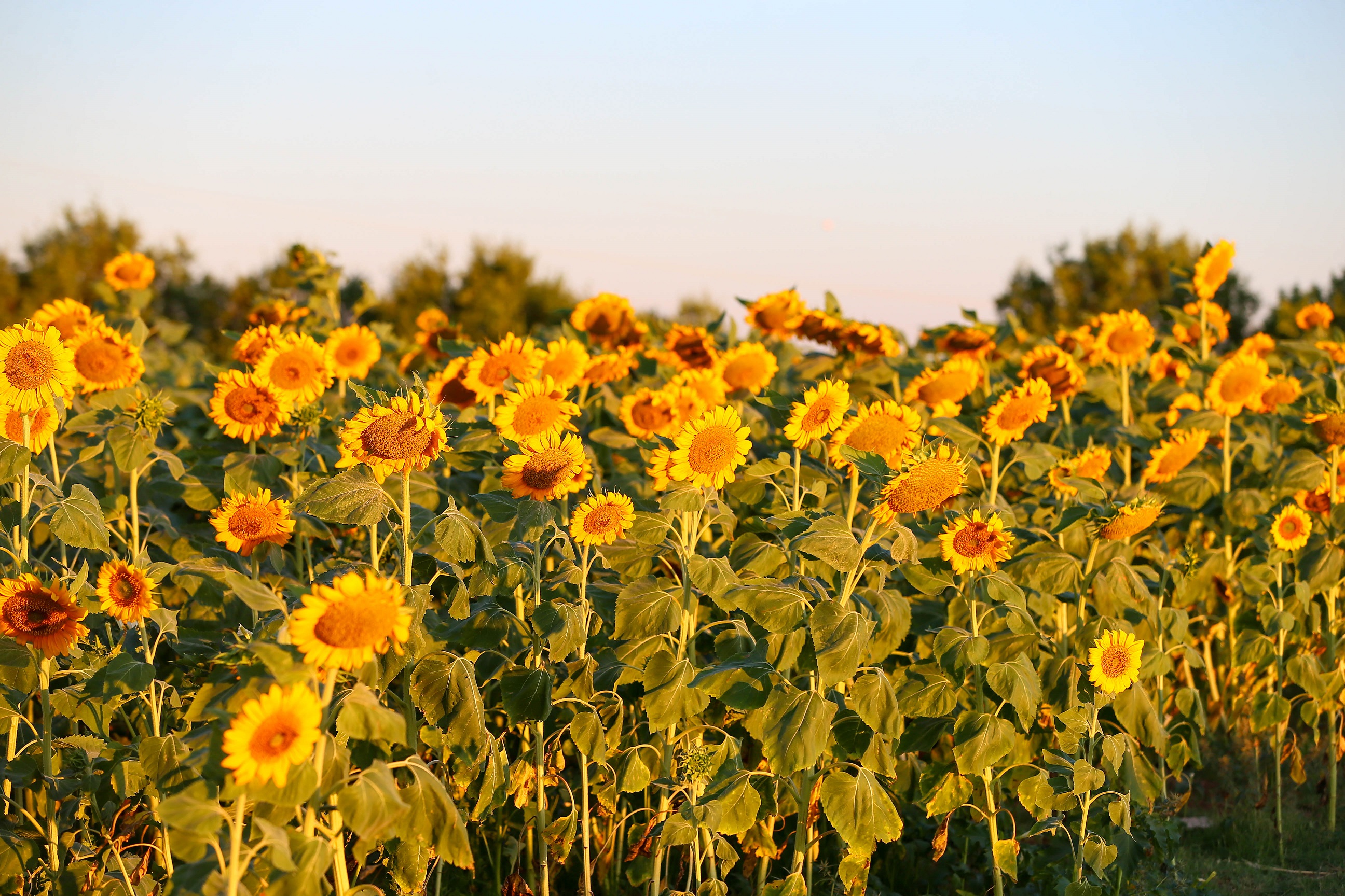 Denizli Haber Usakta Aycicegi Ekim Alani 5 Yilda 4 Kat Artarak 40 Bin 700 Dekara Cikti (2)
