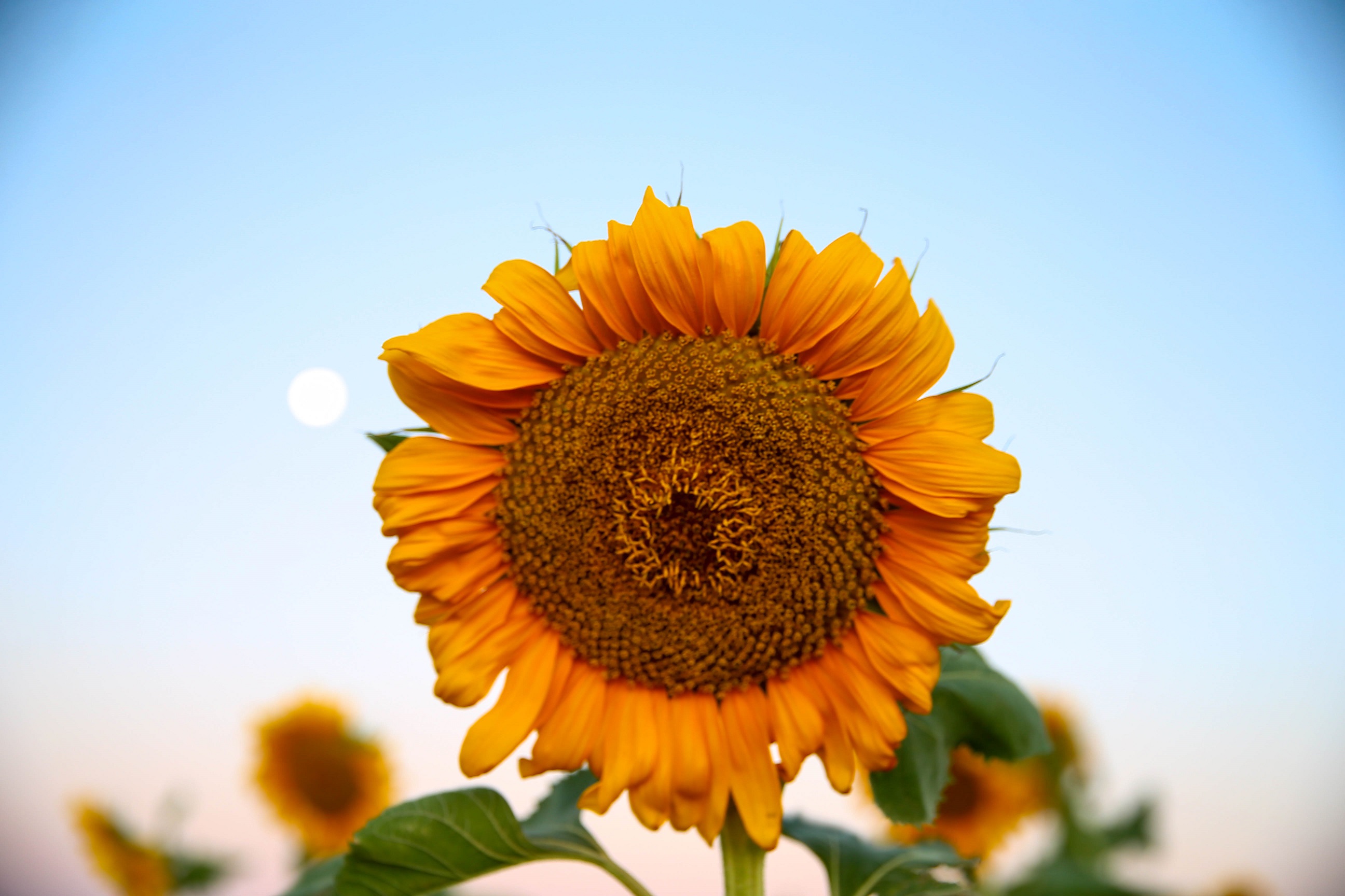 Denizli Haber Usakta Aycicegi Ekim Alani 5 Yilda 4 Kat Artarak 40 Bin 700 Dekara Cikti (4)