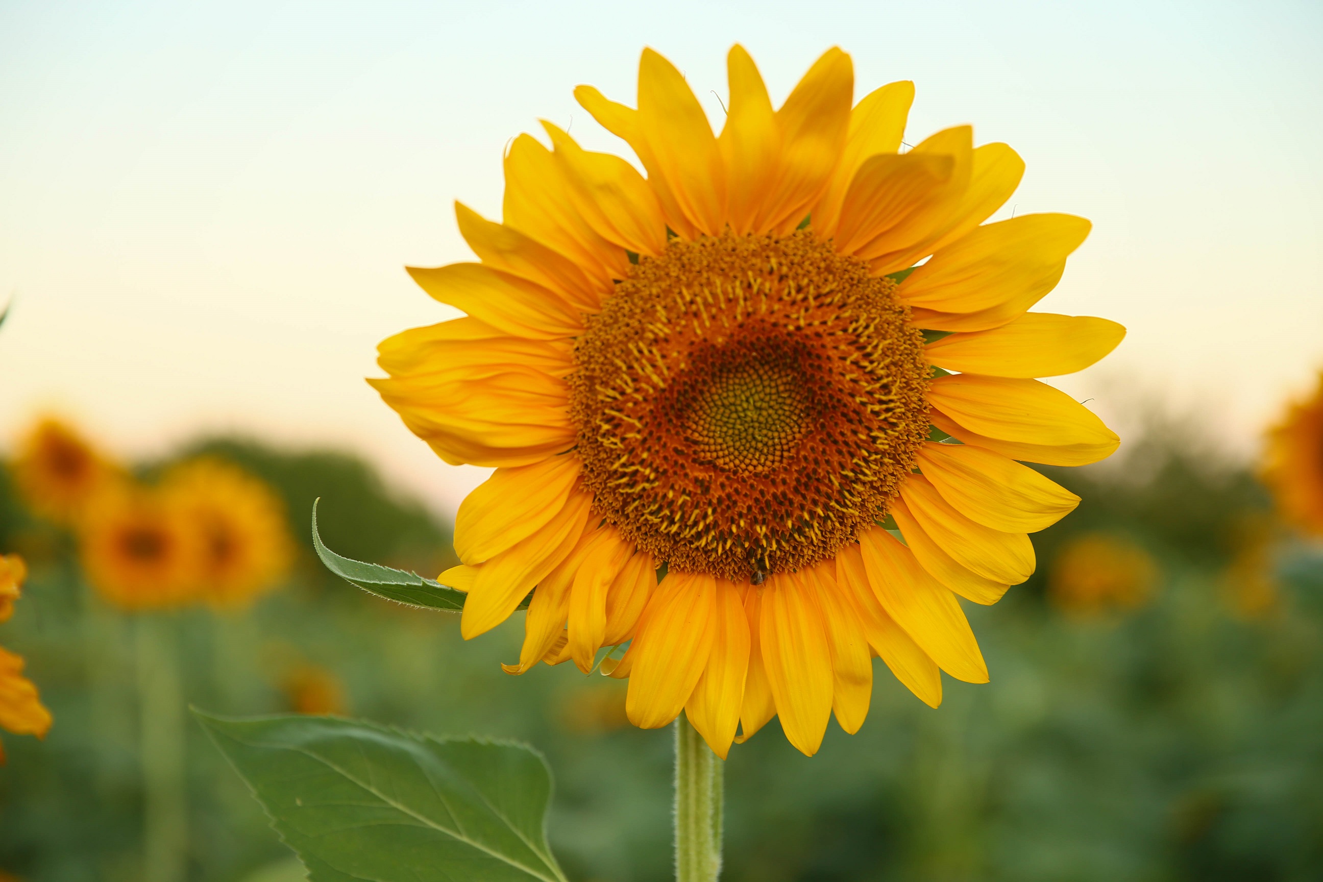 Denizli Haber Usakta Aycicegi Ekim Alani 5 Yilda 4 Kat Artarak 40 Bin 700 Dekara Cikti (5)