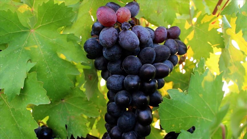 Denizli Haber Üzüm-4