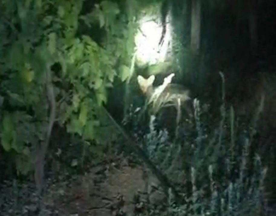 Denizli Haber Üzüm Bağları (2)-2