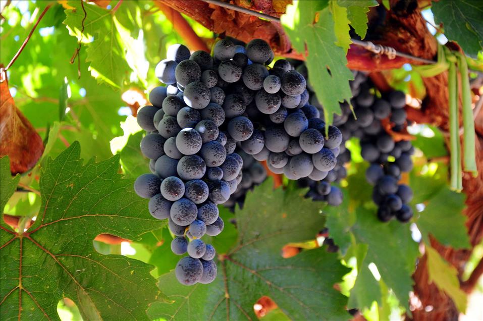 Denizli Haber Üzüm Çal (2)